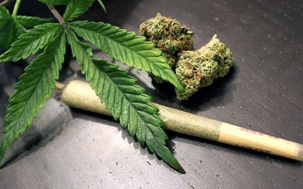 بیش از 180 کیلو گرم ماری جوانا در لالی کشف و ضبط شد