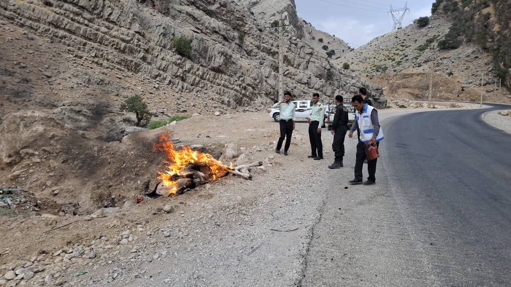 کشف و معدومسازی لاشه گاو بیمار در چلو؛ تشکیل پرونده قضایی کشف و معدومسازی لاشه گاو بیمار در چلو؛ تشکیل پرونده قضایی