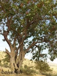 هم‌قدم با طبیعت زاگرس؛ توصیه‌هایی برای برداشت ایمن کلخونگ و همزیستی با حیات‌وحش اندیکا